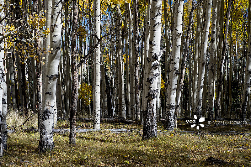 白杨树图片素材