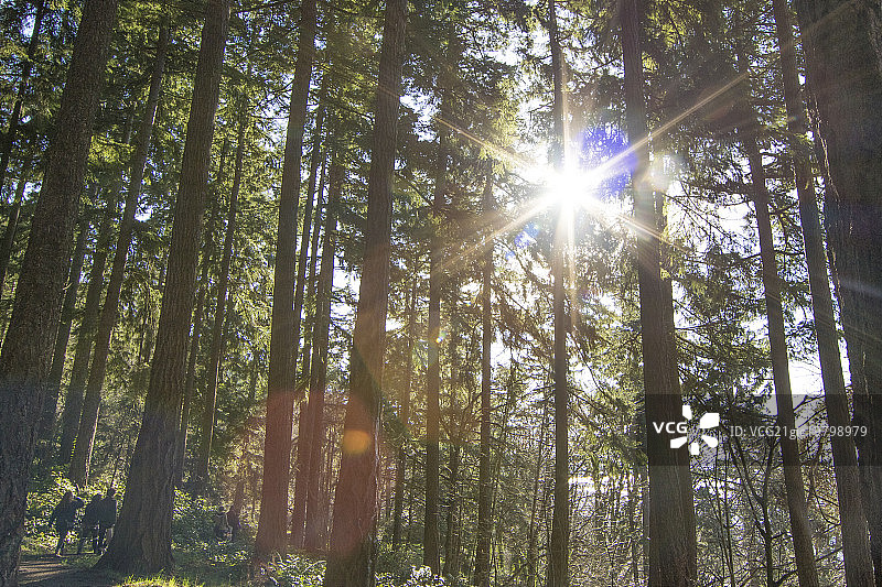 金色花园公园漫步图片素材