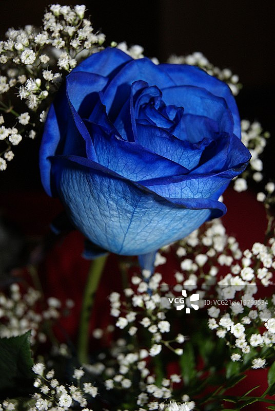 蓝色玫瑰图片素材