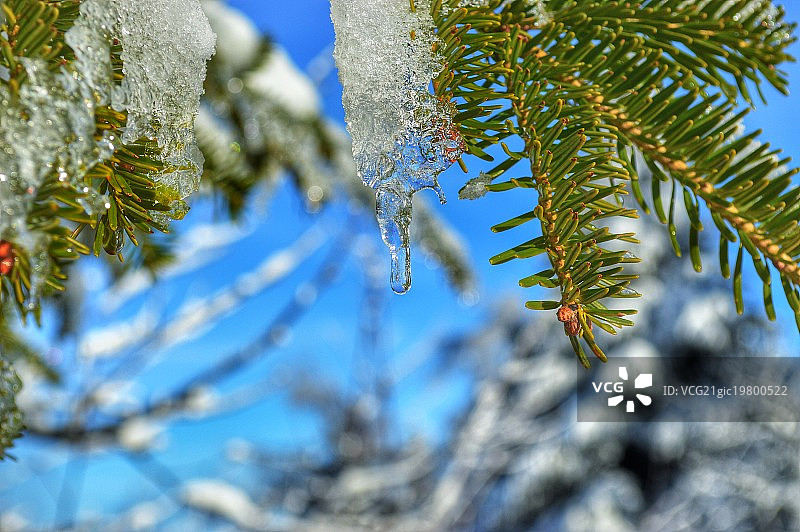 冬季黑森林图片素材