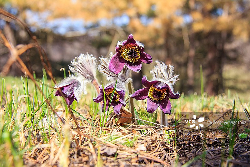 白头翁花图片素材