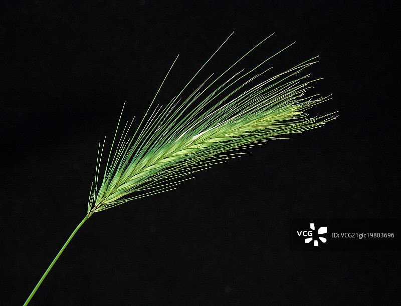 草籽头图片素材