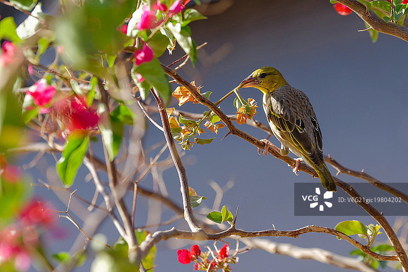 织布鸟图片素材