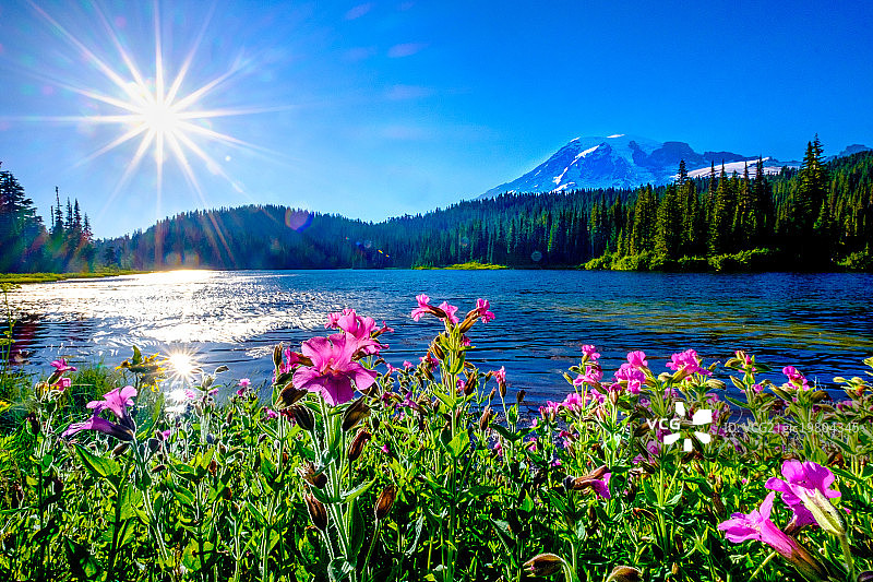 雷尼尔山上倒影湖的太阳和鲜花图片素材