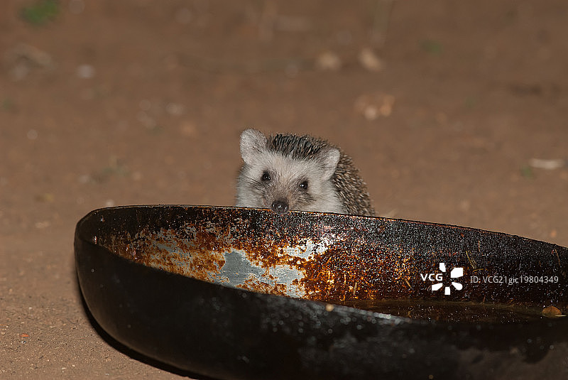 全天早餐图片素材