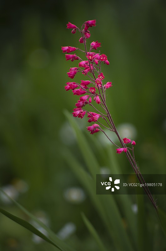粉色铃铛图片素材