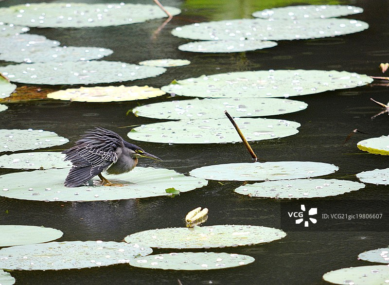 准备战斗的纹鹭图片素材
