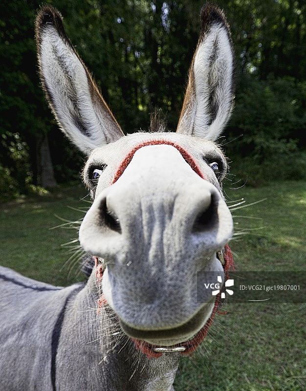 比福德骡子图片素材