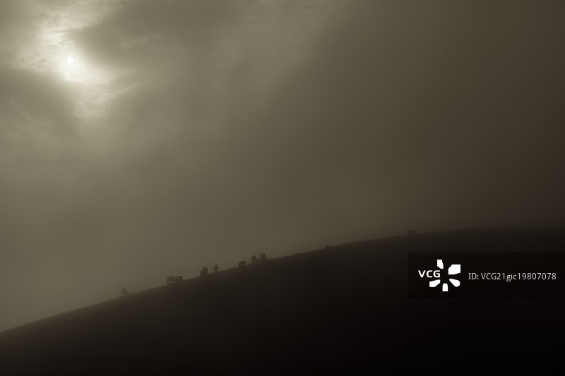 地球上的维纳斯图片素材