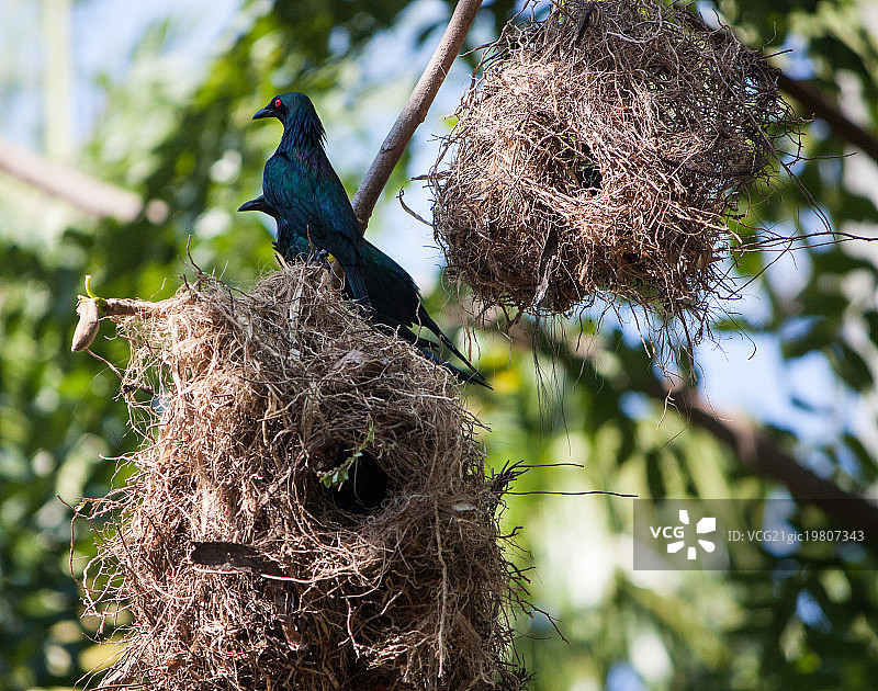 织巢鸟图片素材