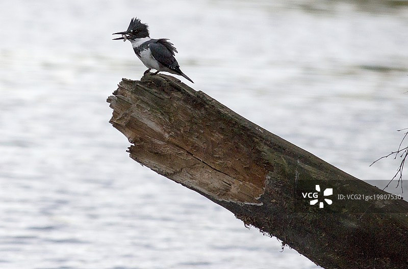 腰带翠鸟图片素材