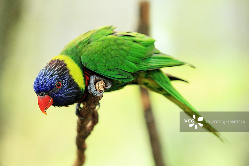 吸蜜鹦鹉图片素材