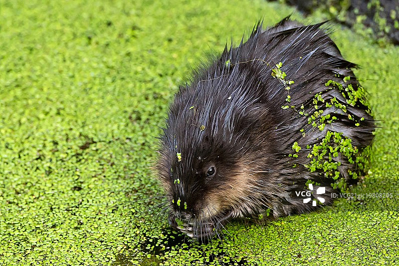 水浮莲中的麝鼠图片素材