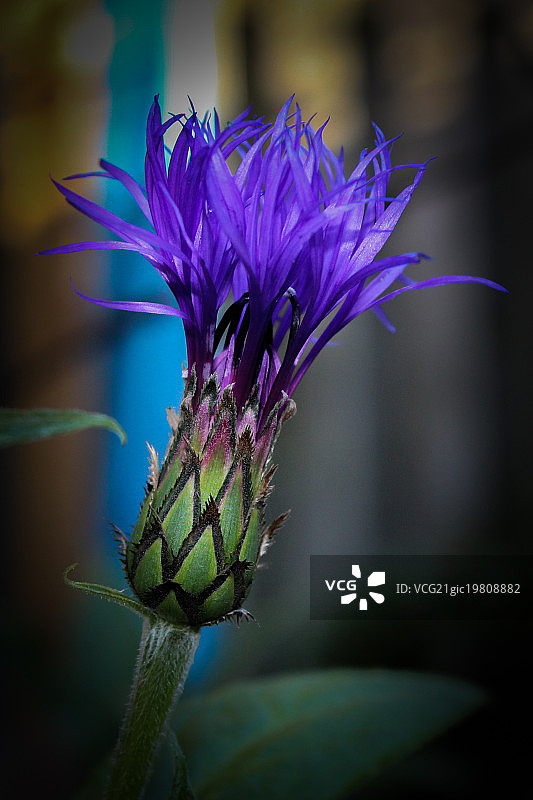 蒙大拿矢车菊图片素材