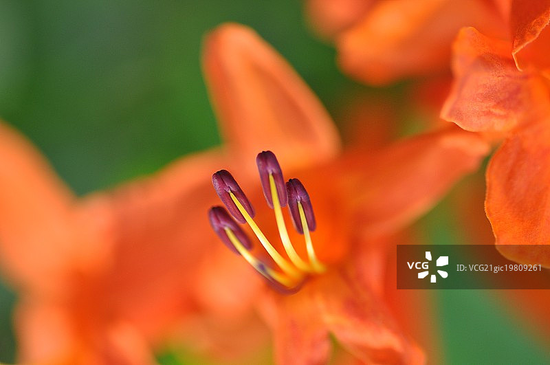 植物雌蕊图片素材