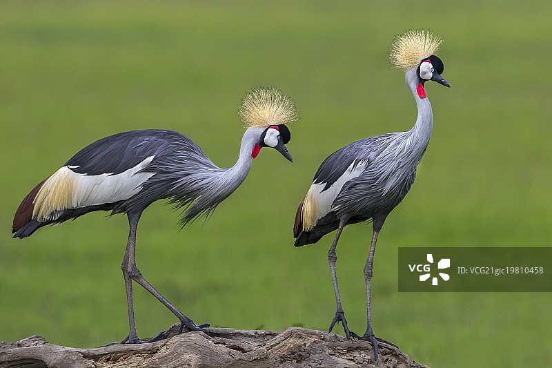 栖息处上的两只鹤图片素材