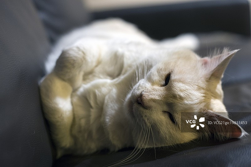 姜 "Chillax" - Chloe图片素材