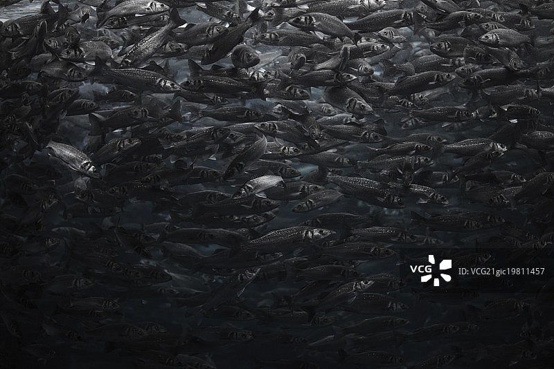 海鲈鱼群图片素材