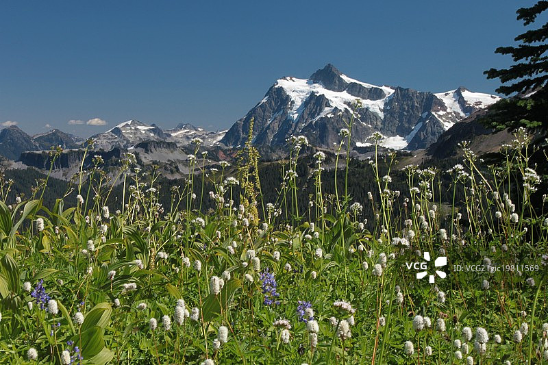 Shuksan，Cougar Divide图片素材