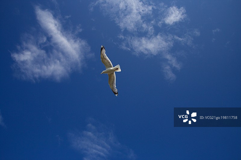 空中的海鸥图片素材
