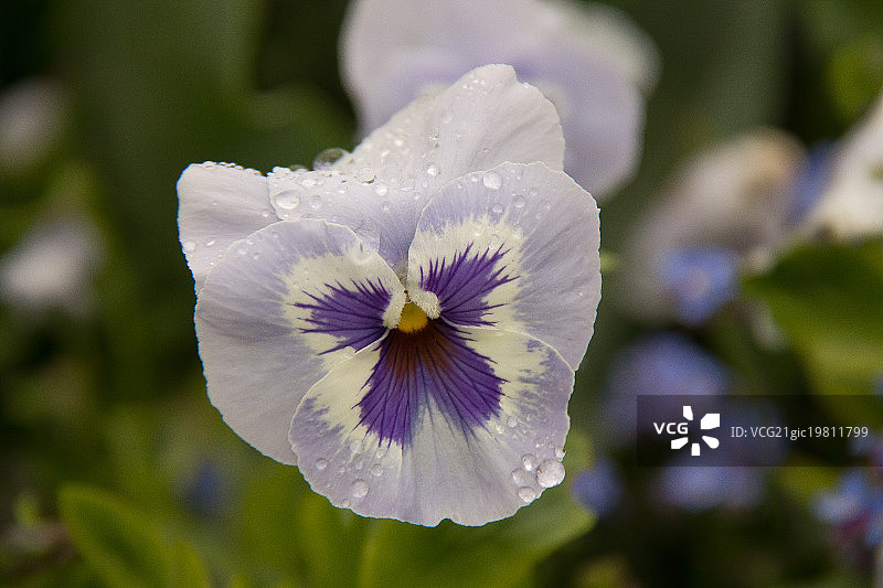 克劳德·莫奈的花园图片素材