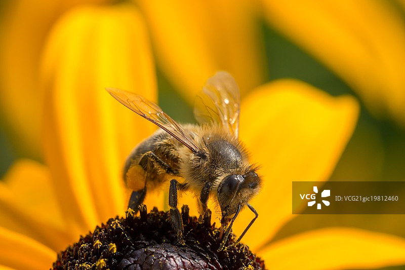 黄蜂食用黄色锥花图片素材