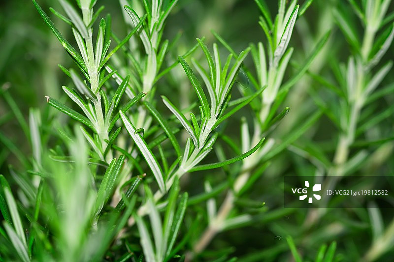 迷迭香图片素材