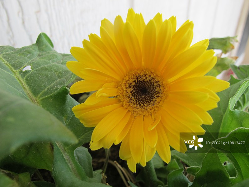 黄色的原产地花图片素材