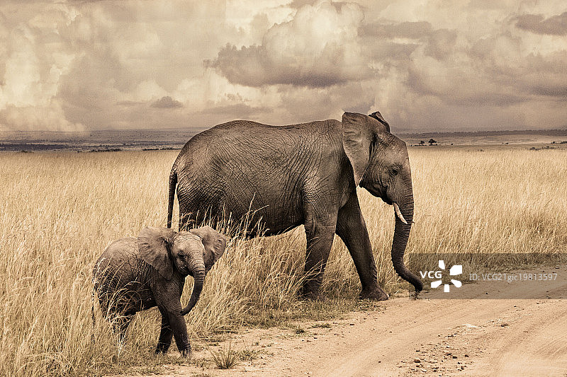 马拉禁猎区图片素材