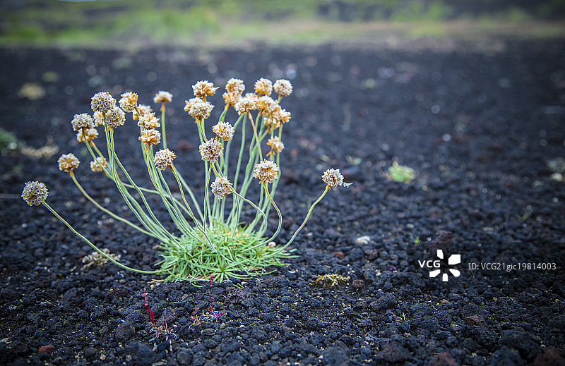 从灰烬中获得生命图片素材