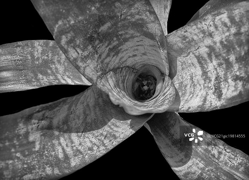 黑与白图片素材