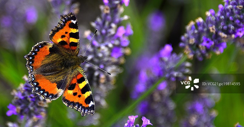 红色海军上将与薰衣草图片素材