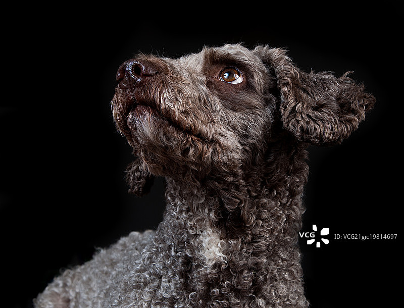 西班牙水犬图片素材