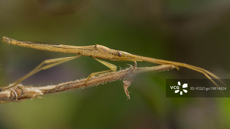 竹节虫图片素材