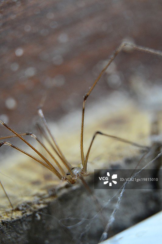 长腿老爹图片素材