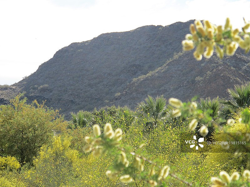 索诺兰沙漠的春天图片素材