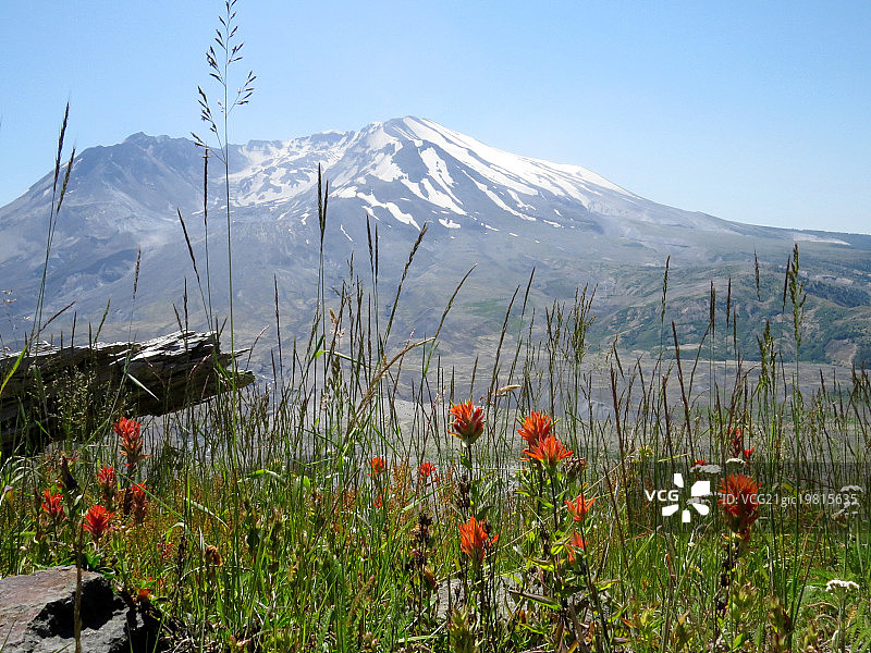 野花与圣海伦火山图片素材
