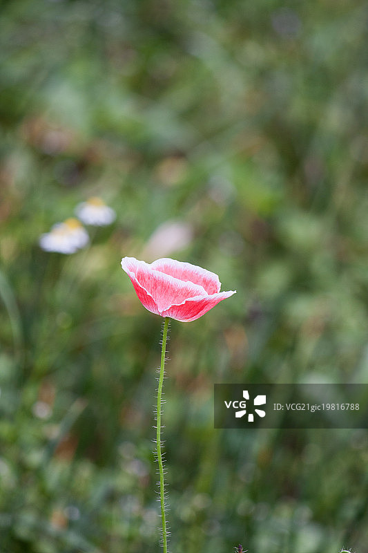 模糊背景下的玫瑰花图片素材