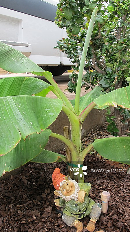 香蕉树下的快乐侏儒图片素材