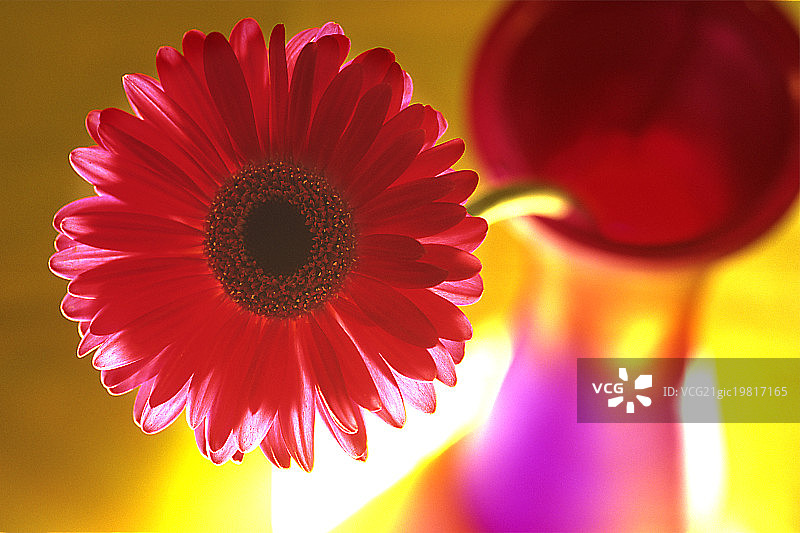 独眼巨人图片素材