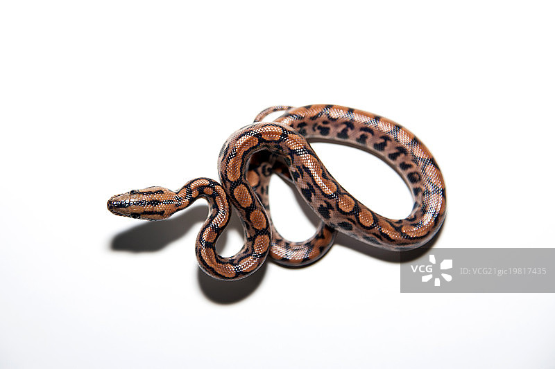 彩虹蚺图片素材