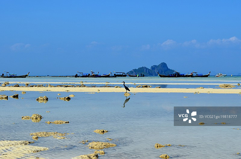 皮皮岛上的孤单苍鹭图片素材