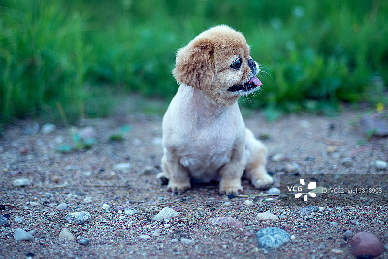 京巴犬图片素材