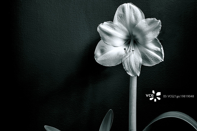 圣诞礼物孤挺花图片素材