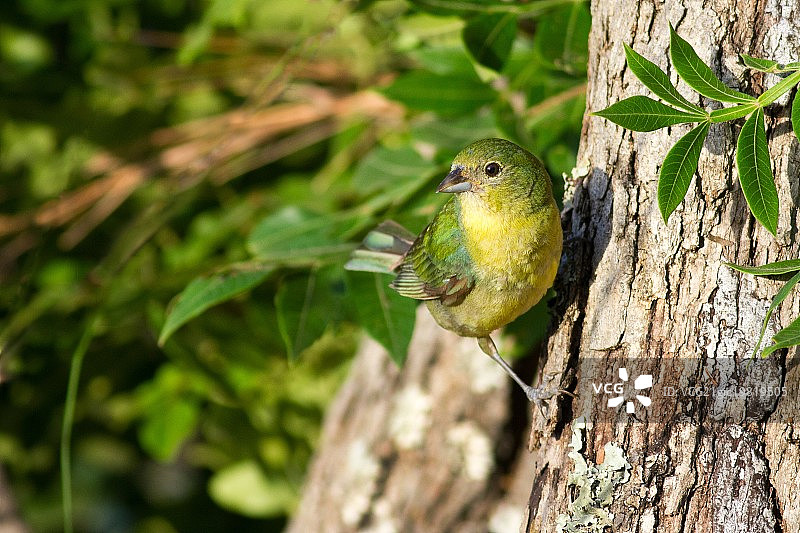 彩鹀 - 幼年雄性图片素材