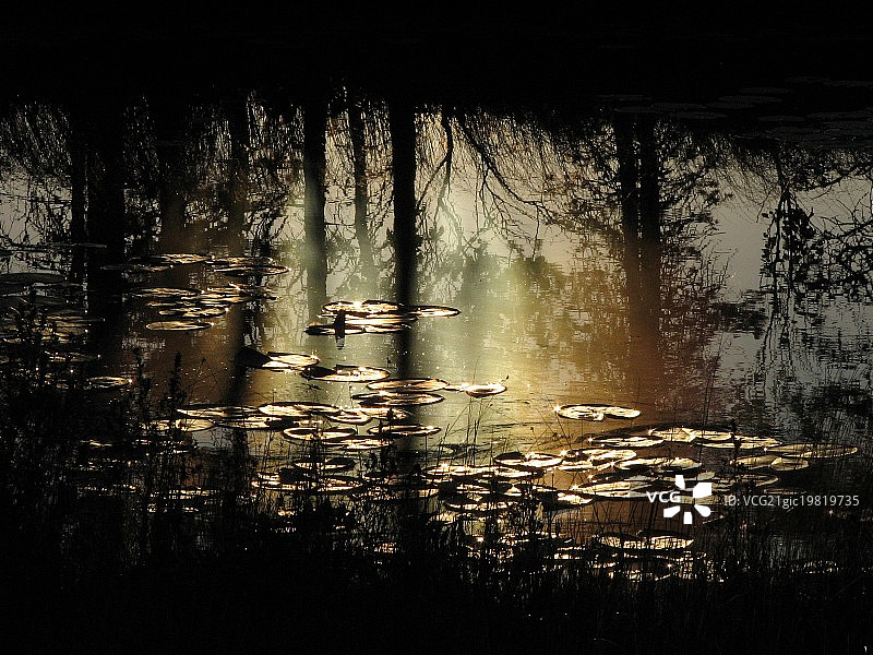 沼泽的神秘图片素材