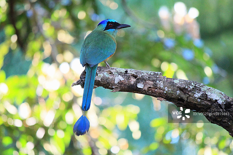 蓝冠蜂鸟图片素材