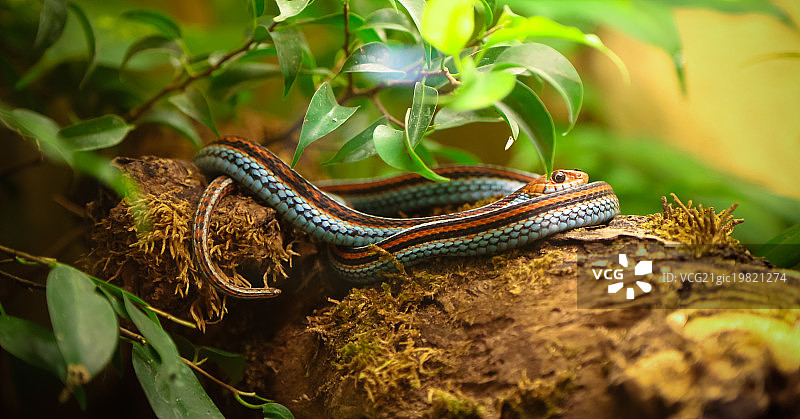 旧金山束带蛇图片素材