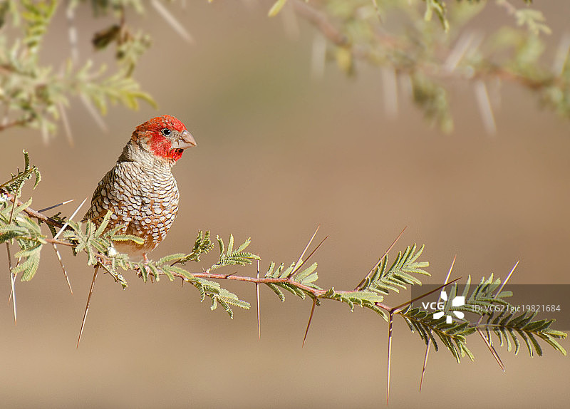 红头雀图片素材