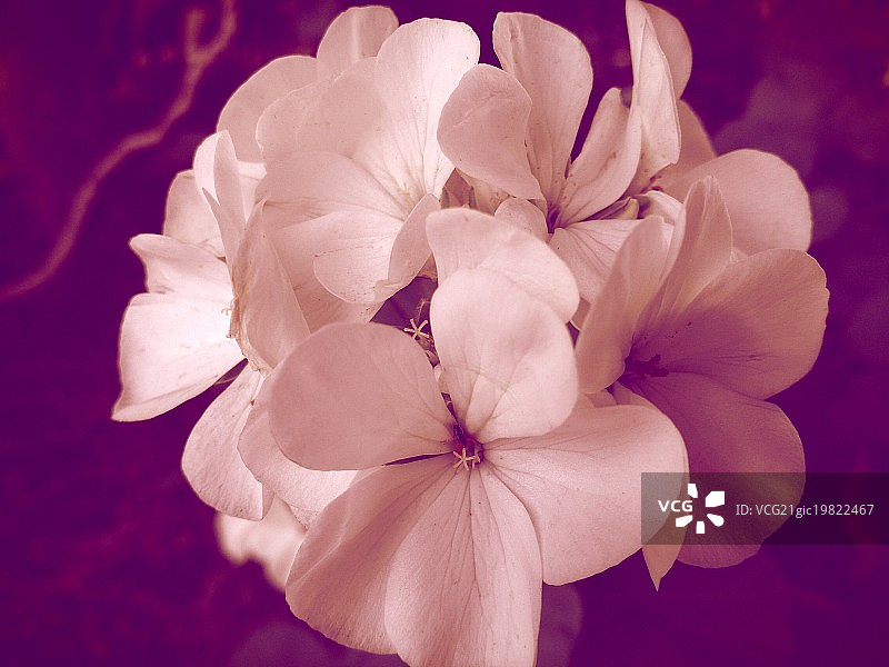 紫罗兰图片素材